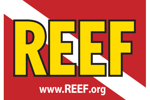 Reef.org logo
